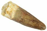 Fossil Spinosaurus Tooth - Real Dinosaur Tooth #268349-1